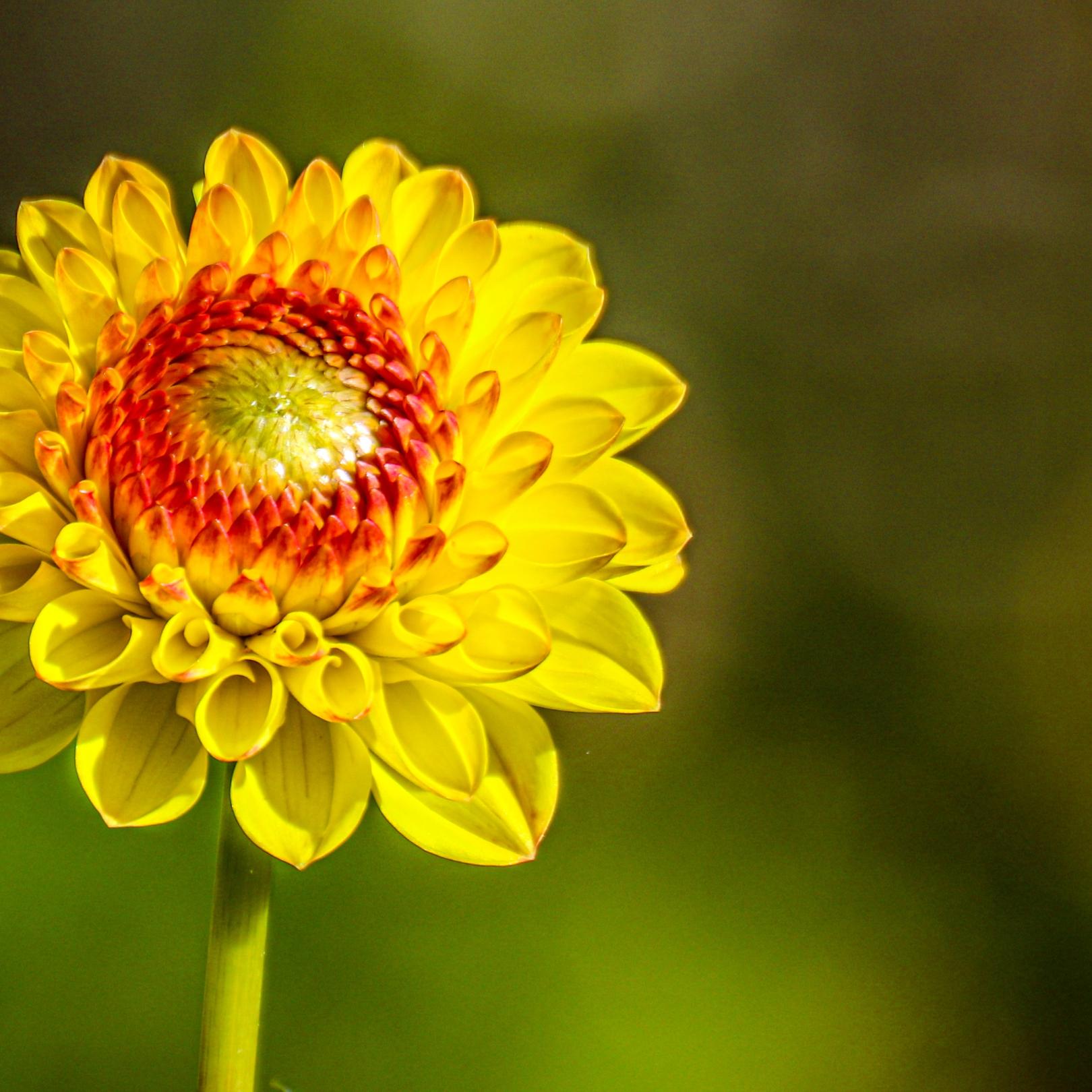 Sommerblume