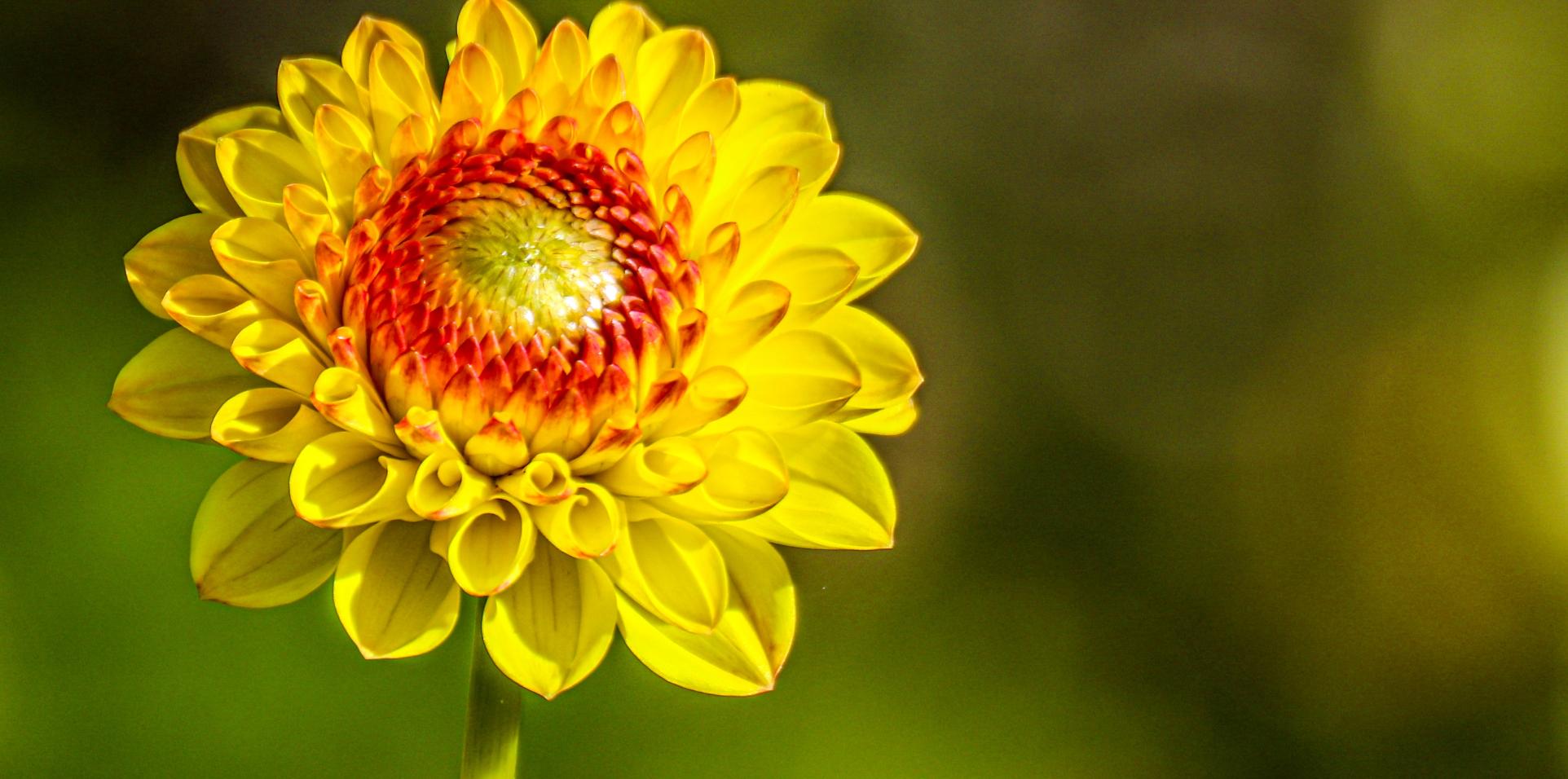 Sommerblume