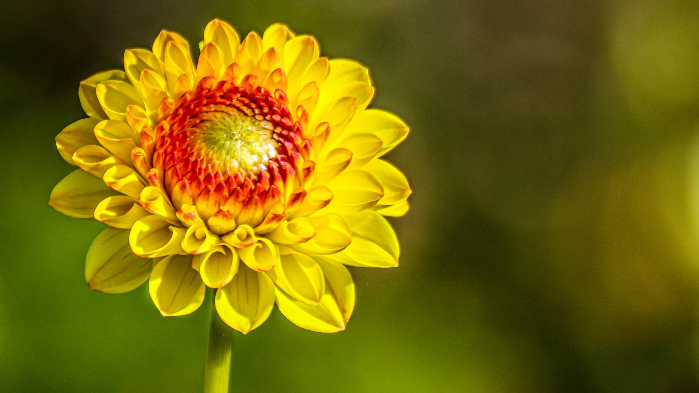 Blume