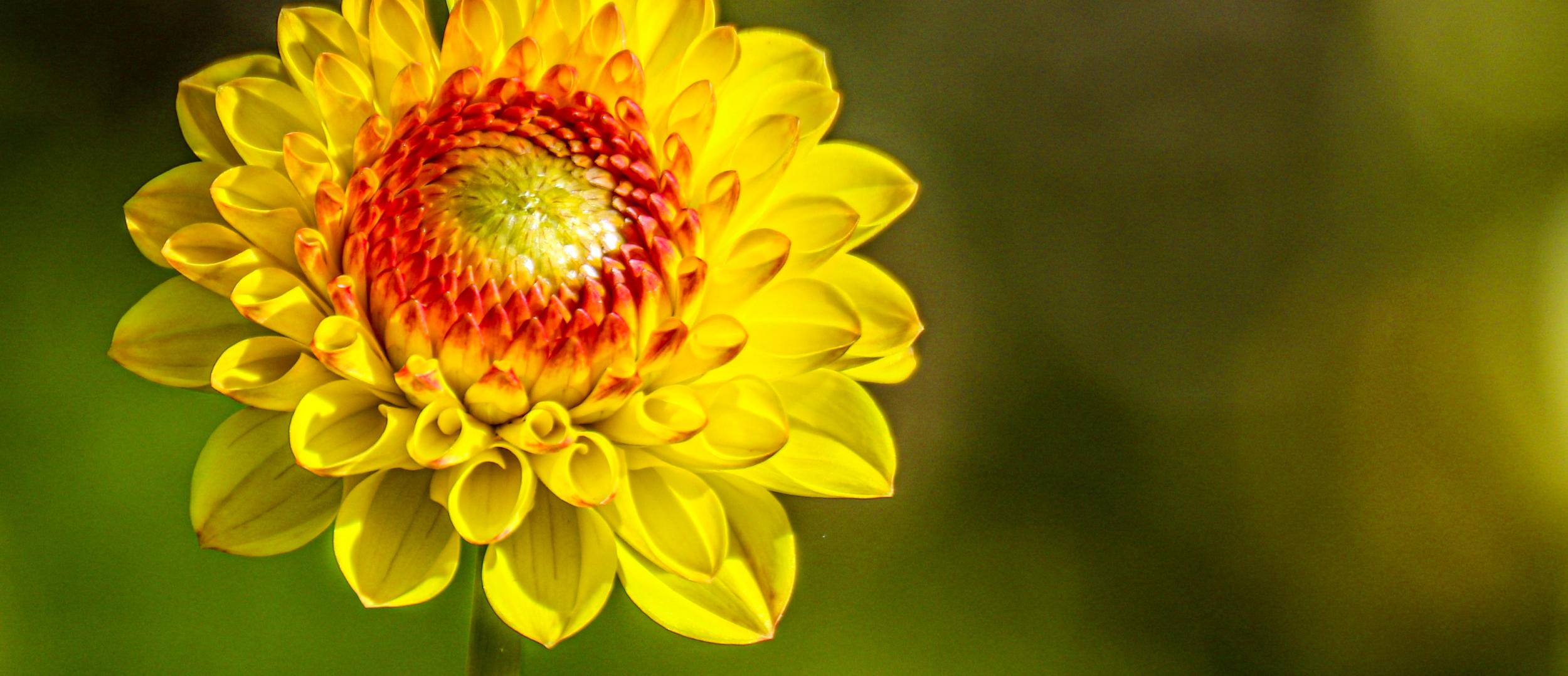 Sommerblume