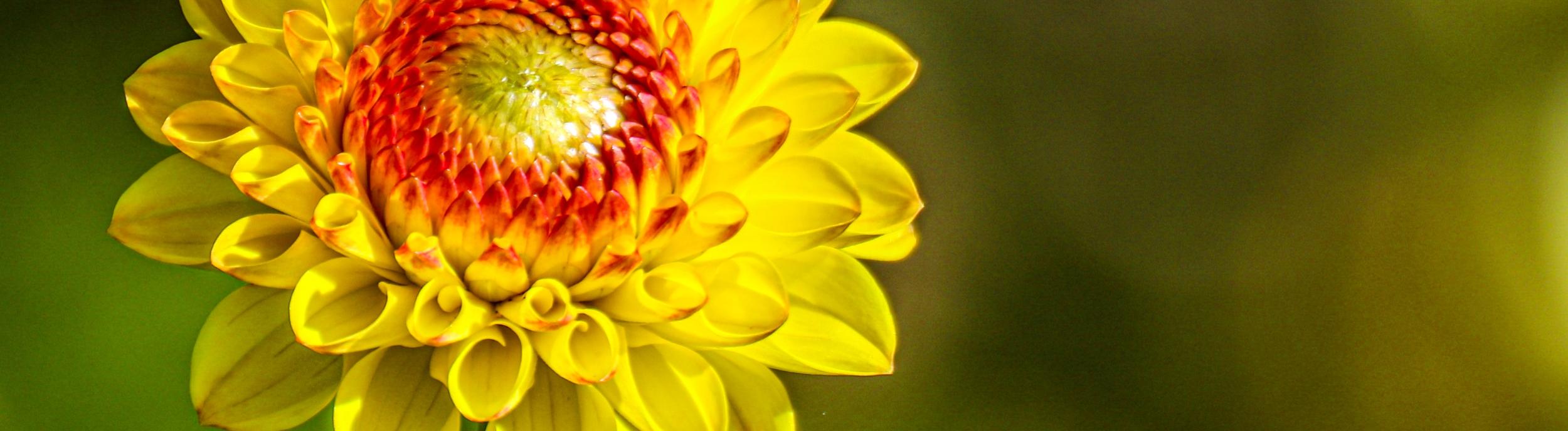 Sommerblume