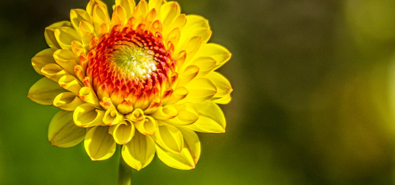 Blume