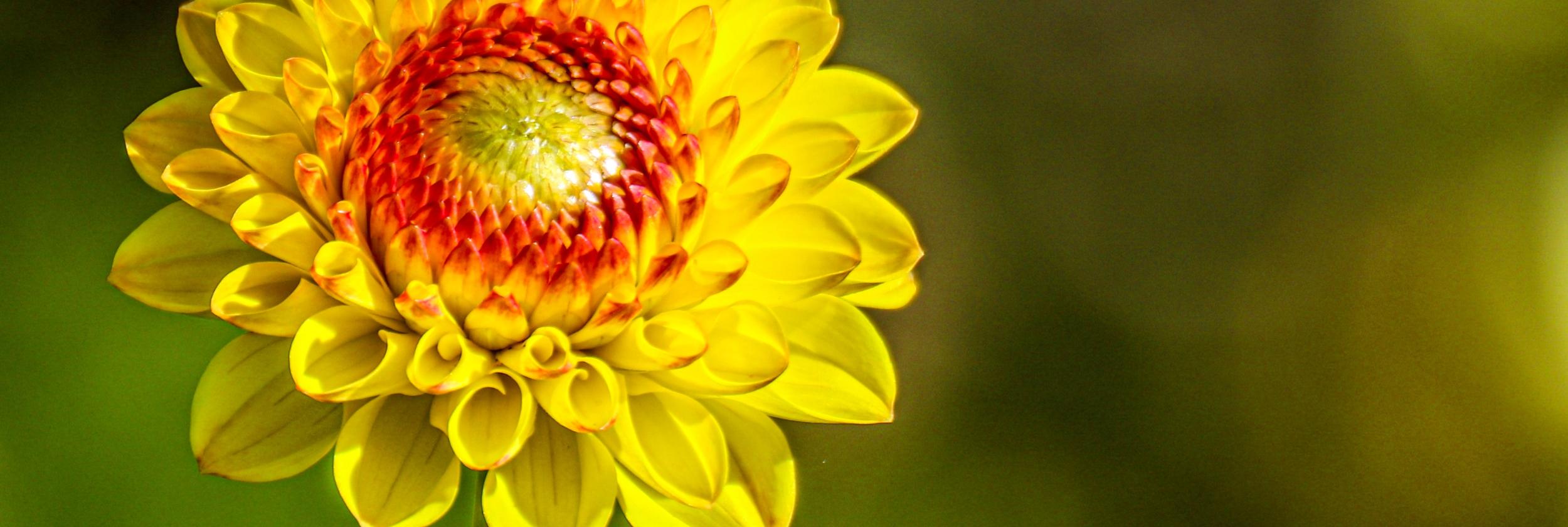 Sommerblume