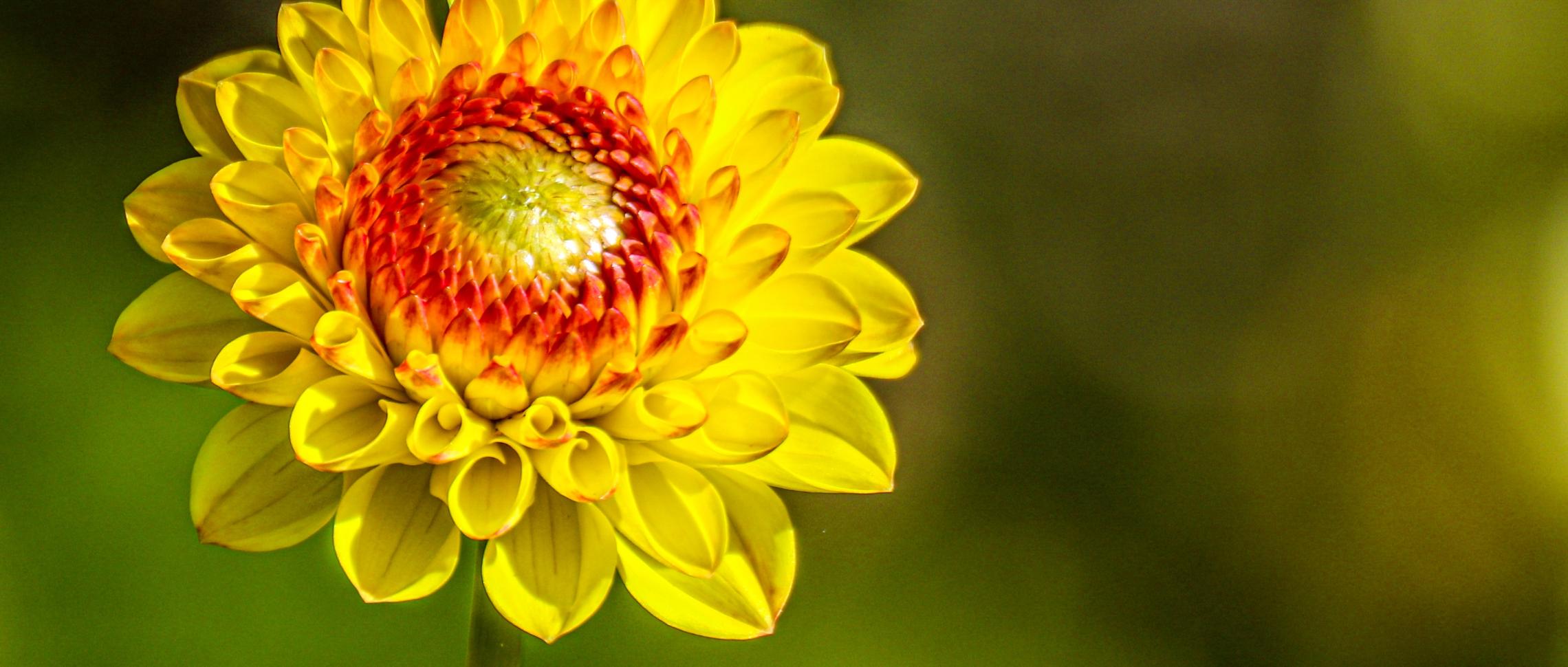 Sommerblume