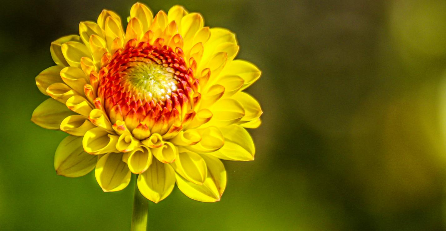 Blume
