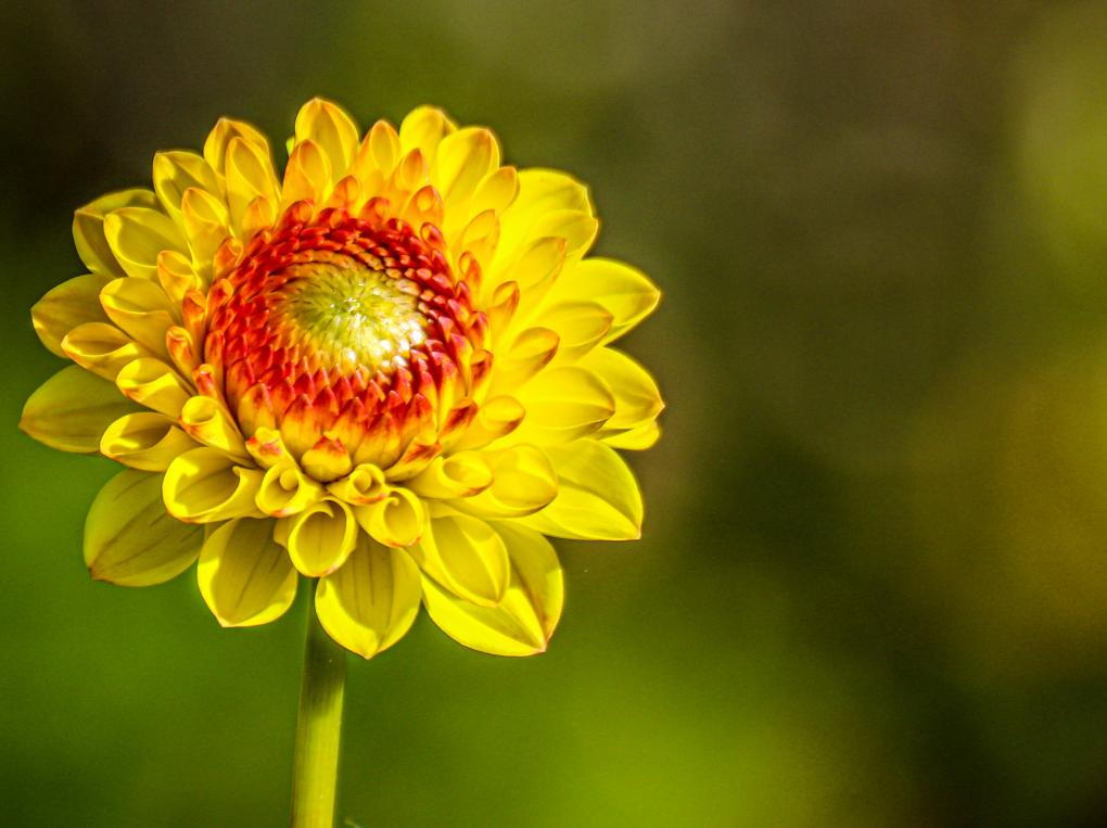 Sommerblume