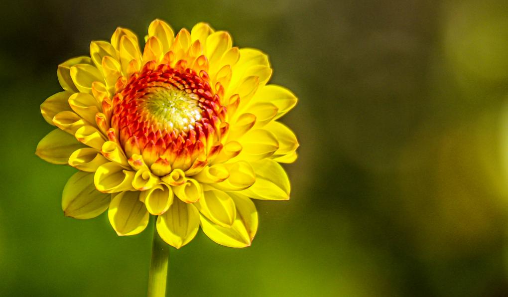 Blume