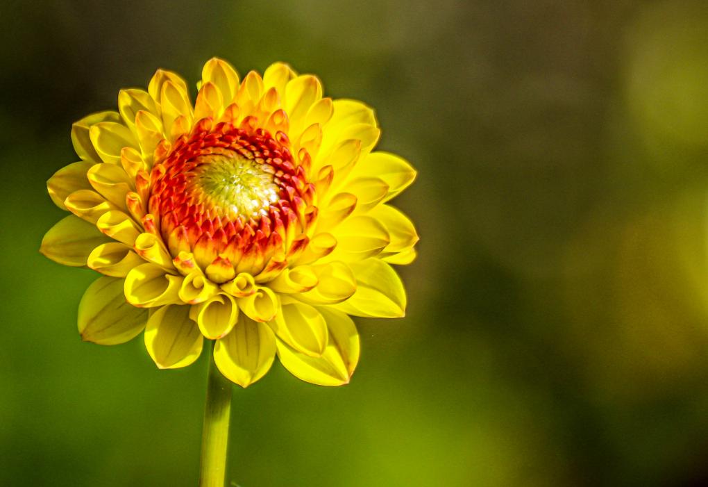 Blume