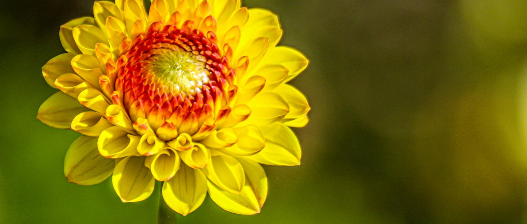 Blume