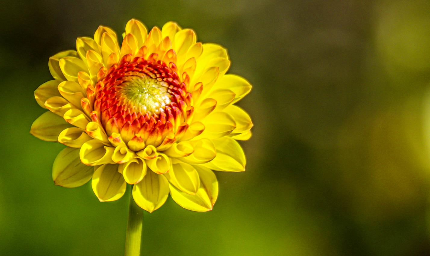 Sommerblume