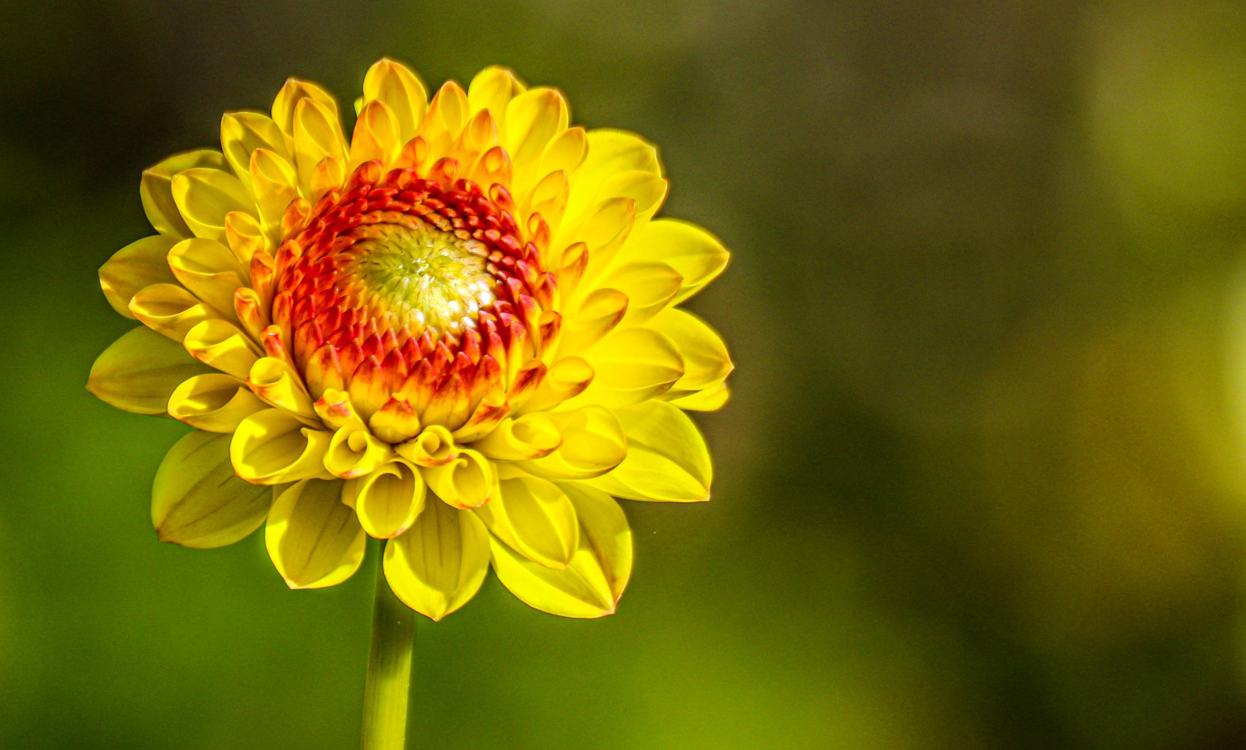 Sommerblume