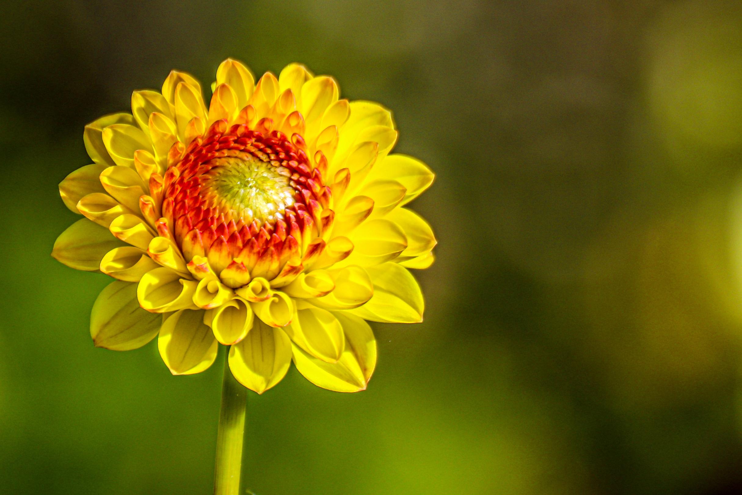 Blume