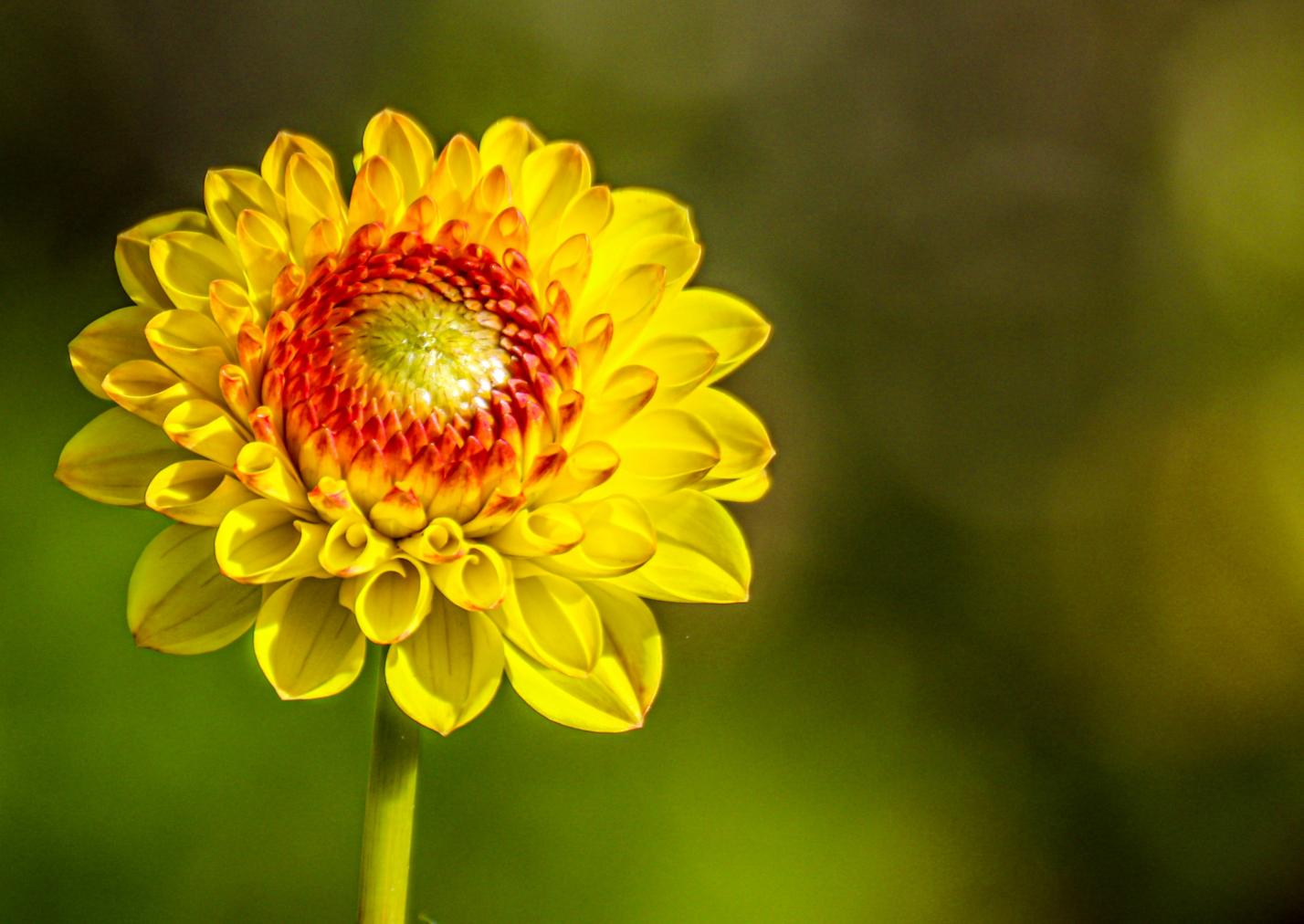 Blume